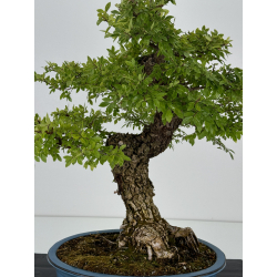 Zelkova nire I-7404 view 2