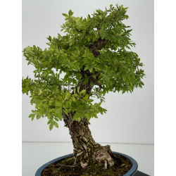 Zelkova nire I-7404 vista 3