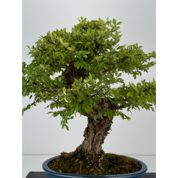 Zelkova nire I-7404 view 4