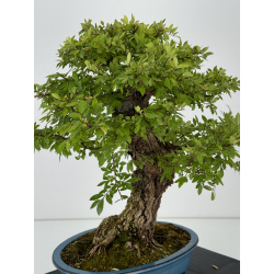 Zelkova nire I-7404 view 5