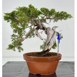 Juniperus sabina -sabina rastrera- A01331