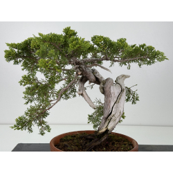 Juniperus sabina A01331 view 2