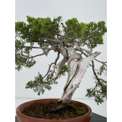 Juniperus sabina A01331 view 3