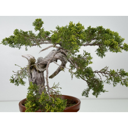 Juniperus sabina A01331 view 4