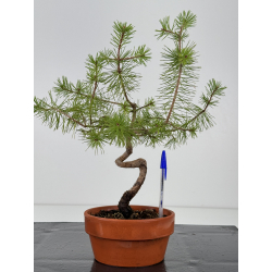 Pinus sylvestris I-7400