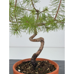 Pinus sylvestris I-7400 view 2