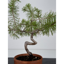 Pinus sylvestris I-7400 view 3