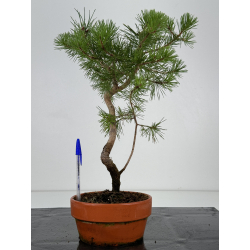 Pinus sylvestris I-7393