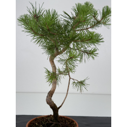 Pinus sylvestris I-7393 view 2