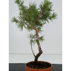 Pinus sylvestris I-7393 view 3