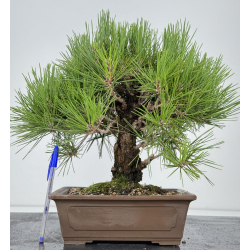 Pinus thunbergii corticosa I-7405