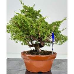 Juniperus chinensis itoigawa I-7406