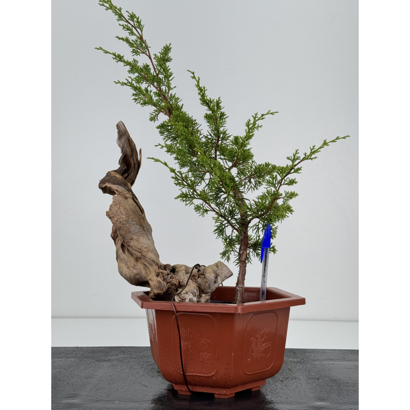 Tanuki set: juniperus itoigawa + deadwood I-7407