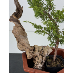 Tanuki set: juniperus itoigawa + deadwood I-7407 view 2