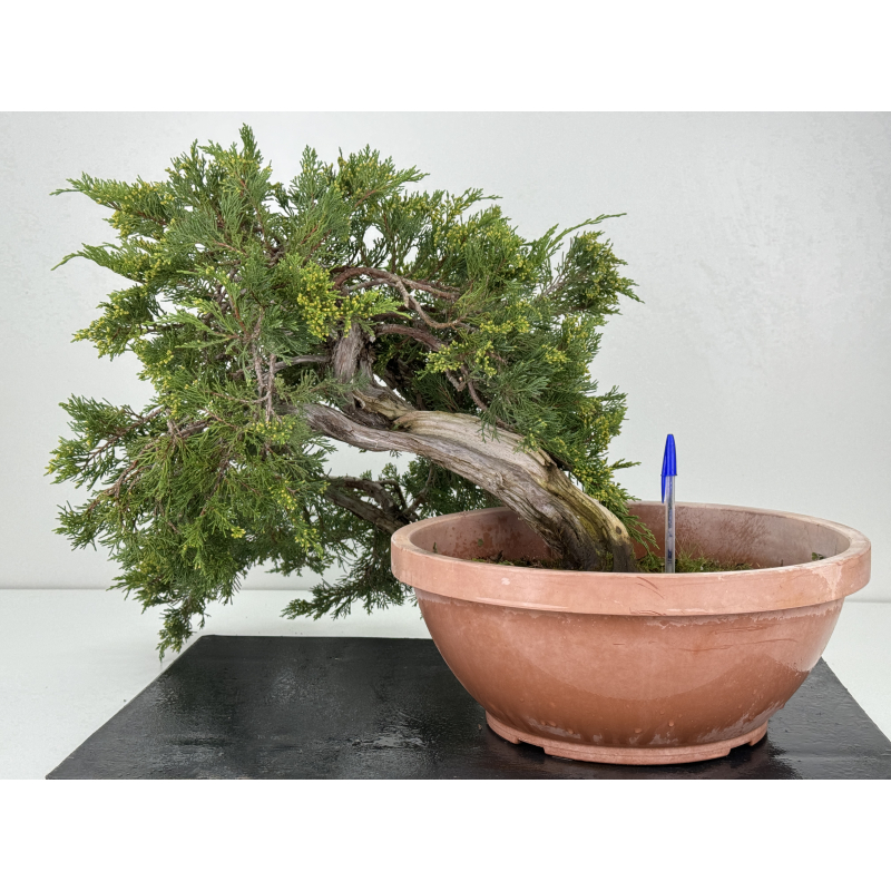 Juniperus sabina A01332