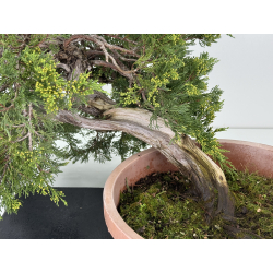 Juniperus sabina A01332 view 2