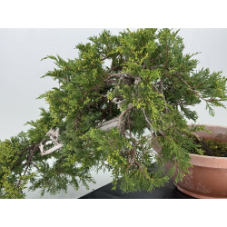 Juniperus sabina A01332 view 4