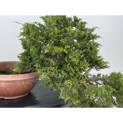 Juniperus sabina A01332 view 5