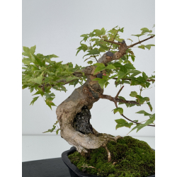 Acer buergerianum I-7412 view 4