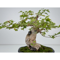 Acer buergerianum I-7412 view 5