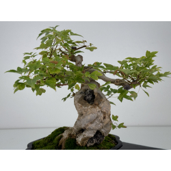 Acer buergerianum I-7412 view 6