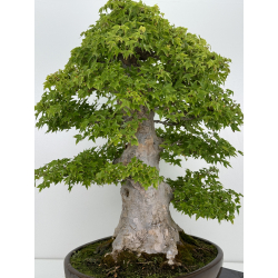 Acer buergerianum I-7413 view 4