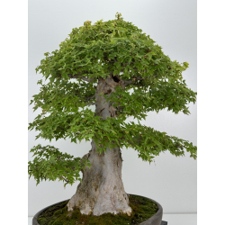 Acer buergerianum I-7413 view 9