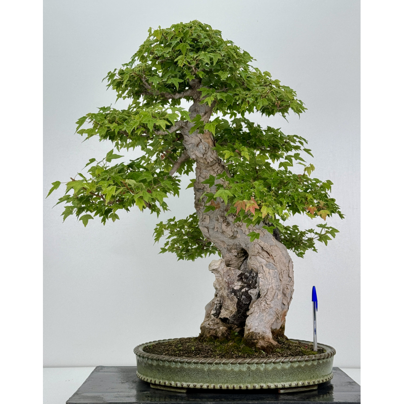 Acer buergerianum I-7409