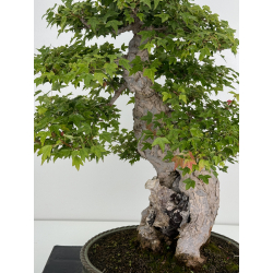 Acer buergerianum I-7409 view 2