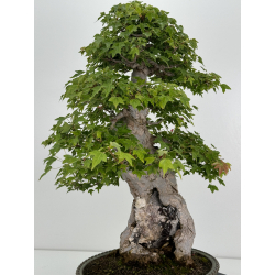 Acer buergerianum I-7409 view 4