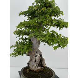 Acer buergerianum I-7409 view 5