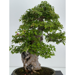 Acer buergerianum I-7409 view 6