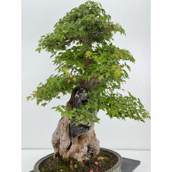 Acer buergerianum I-7409 view 7