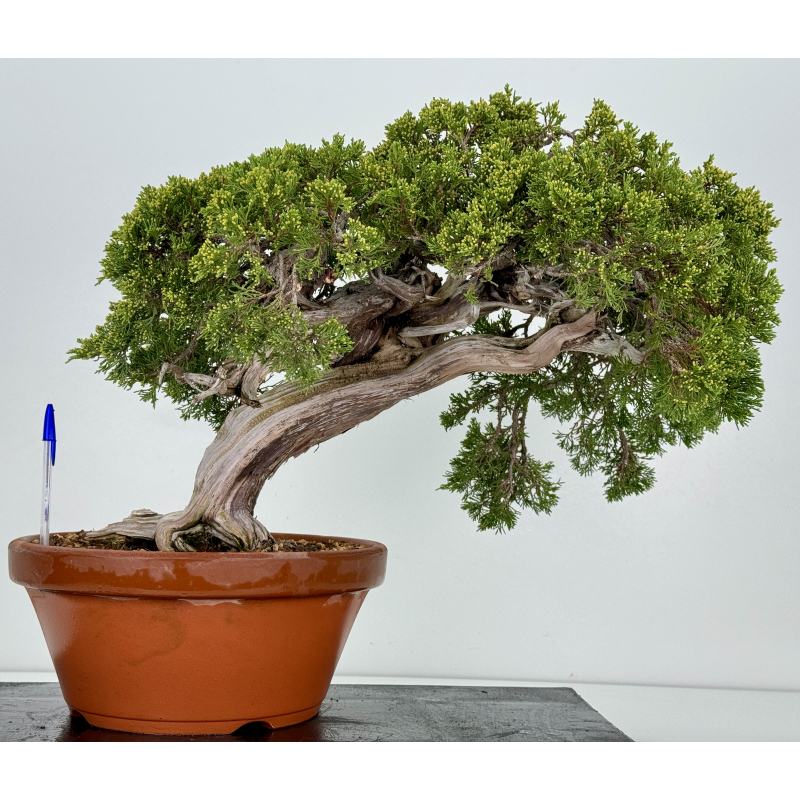 Juniperus sabina A00805