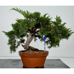 Juniperus sabina A01333