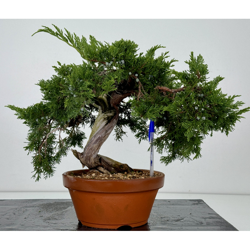 Juniperus sabina -sabina rastrera- A01333