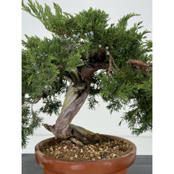 Juniperus sabina A01333 view 2