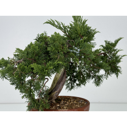 Juniperus sabina A01333 view 4