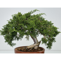 Juniperus sabina A01333 view 5