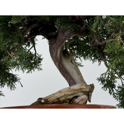 Juniperus sabina A01333 view 6