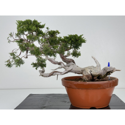 Juniperus sabina -sabina rastrera- A00901