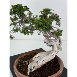 Juniperus sabina A00901 view 4