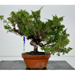 Juniperus chinensis itoigawa I-7414