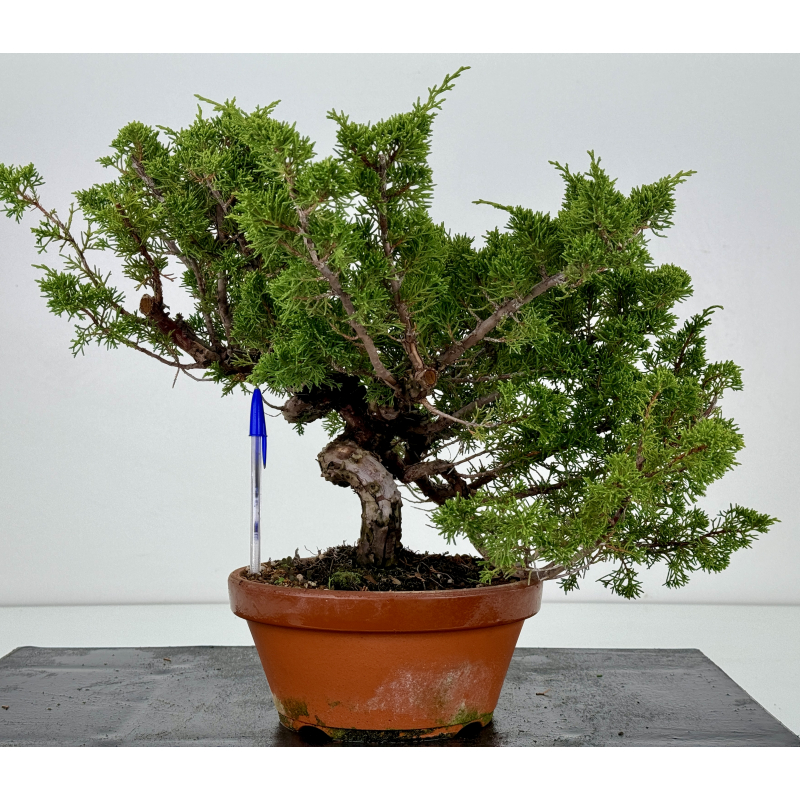 Juniperus chinensis itoigawa I-7414