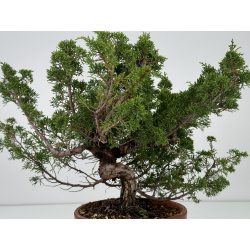 Juniperus chinensis itoigawa I-7414 vista 3