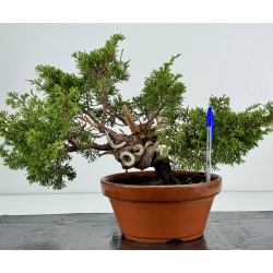 Juniperus chinensis itoigawa I-7415