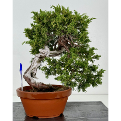 Juniperus sabina A00432