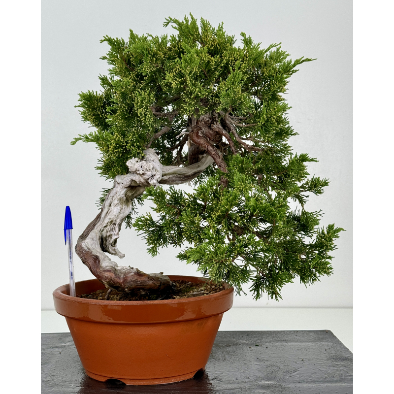 Juniperus sabina -sabina rastrera- A00432