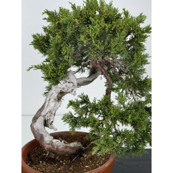 Juniperus sabina A00432 view 2