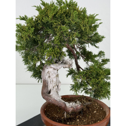 Juniperus sabina A00432 view 3